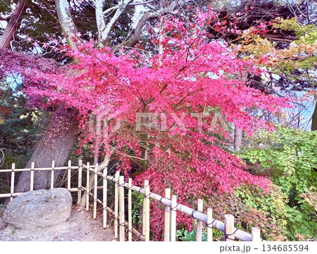 祈りの紅、ただそこに 祈りの紅、ただそこに 134685594