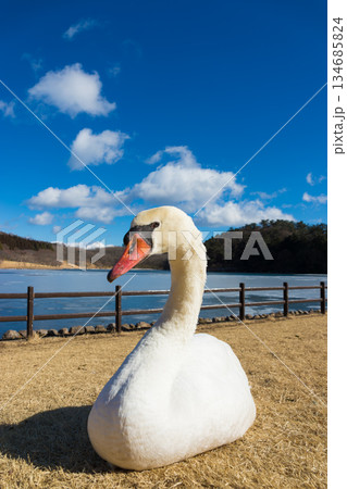 志高湖の白鳥(大分県別府市志高湖) 志高湖の白鳥(大分県別府市志高湖) 134685824