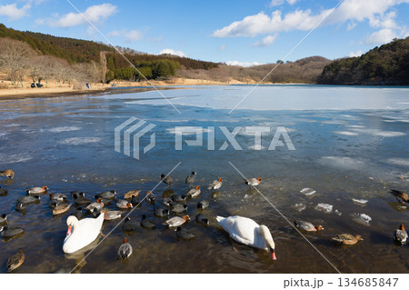冬の志高湖と鳥（大分県別府市志高湖） 134685847