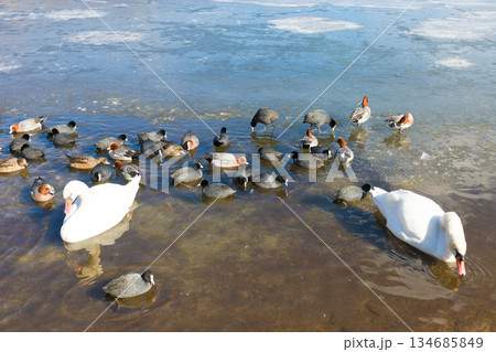 冬の志高湖と鳥（大分県別府市志高湖） 134685849