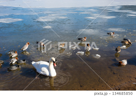 冬の志高湖と鳥(大分県別府市志高湖) 冬の志高湖と鳥(大分県別府市志高湖) 134685850