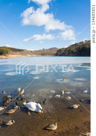 冬の志高湖と鳥(大分県別府市志高湖) 冬の志高湖と鳥(大分県別府市志高湖) 134685851