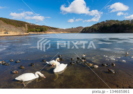 冬の志高湖と鳥(大分県別府市志高湖) 冬の志高湖と鳥(大分県別府市志高湖) 134685861