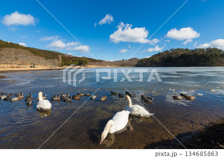 冬の志高湖と鳥(大分県別府市志高湖) 冬の志高湖と鳥(大分県別府市志高湖) 134685863