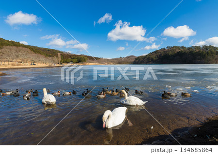 冬の志高湖と鳥(大分県別府市志高湖) 冬の志高湖と鳥(大分県別府市志高湖) 134685864
