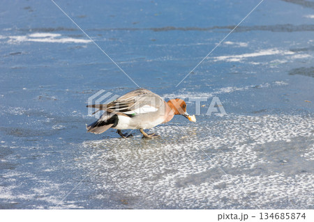 冬の志高湖と鳥（大分県別府市志高湖） 134685874
