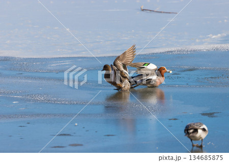 冬の志高湖と鳥（大分県別府市志高湖） 134685875