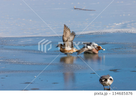 冬の志高湖と鳥（大分県別府市志高湖） 134685876