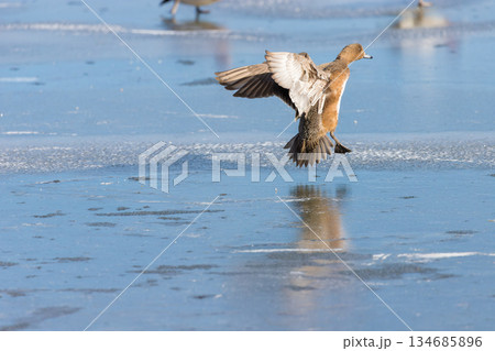 冬の志高湖と鳥(大分県別府市志高湖) 冬の志高湖と鳥(大分県別府市志高湖) 134685896