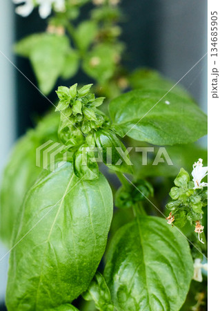 Up-close basil plant highlights lush leaves and flower buds in detail. Up-close basil plant highlights lush leaves and flower buds in detail. 134685905