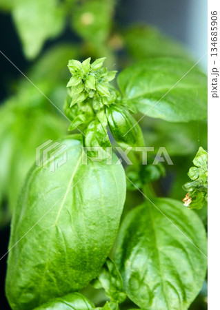 A detailed close-up of a basil plant shows its green leaves and flower buds. 134685906