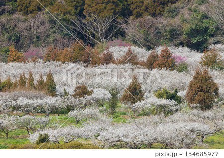 伊万里梅園の梅(佐賀県伊万里市) 伊万里梅園の梅(佐賀県伊万里市) 134685977