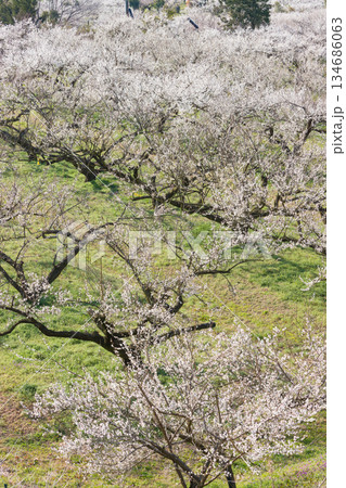伊万里梅園の梅（佐賀県伊万里市） 134686063