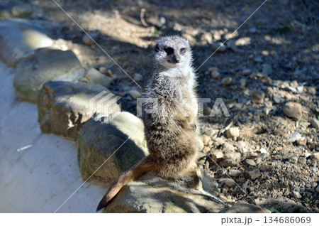 見つめるミーアキャット 134686069