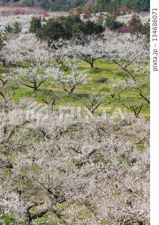 伊万里梅園の梅(佐賀県伊万里市) 伊万里梅園の梅(佐賀県伊万里市) 134686071