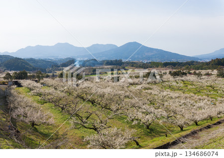 伊万里梅園の梅（佐賀県伊万里市） 134686074