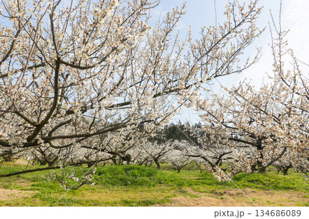 伊万里梅園の梅（佐賀県伊万里市） 134686089