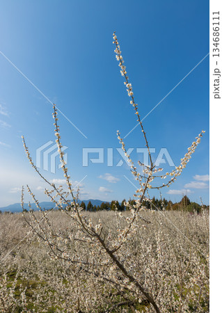 伊万里梅園の梅（佐賀県伊万里市） 134686111