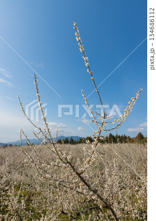 伊万里梅園の梅（佐賀県伊万里市） 134686112