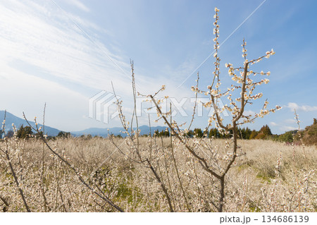 伊万里梅園の梅(佐賀県伊万里市) 伊万里梅園の梅(佐賀県伊万里市) 134686139