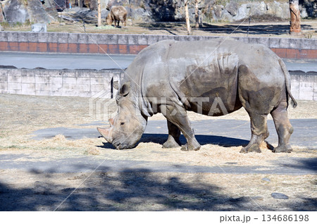 草を食べるミナミシロサイ 草を食べるミナミシロサイ 134686198