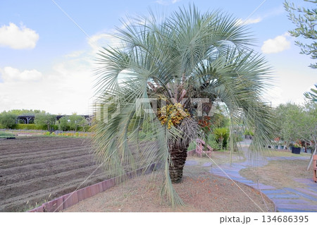爽やか ヤシの木の実 爽やか ヤシの木の実 134686395