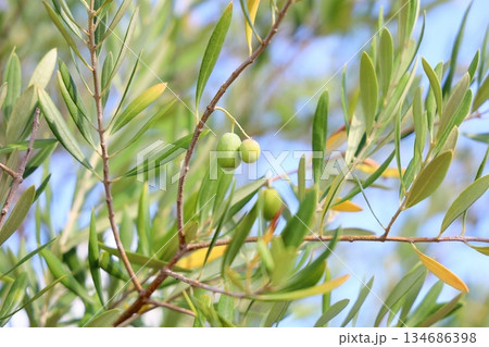 爽やか オリーブの実 爽やか オリーブの実 134686398