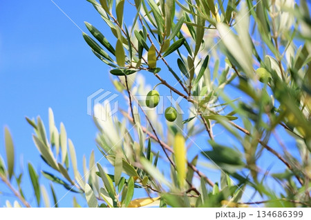 爽やか　オリーブの実 134686399
