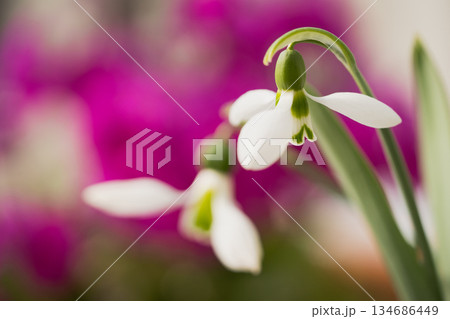 春を告げるスノードロップの花 春を告げるスノードロップの花 134686449