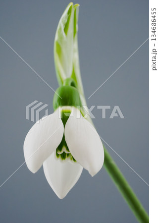 静かな冬に咲くスノードロップのつぼみ 134686455