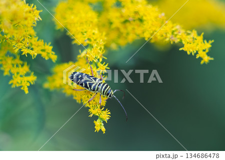 Black and Yellow Striped Beetle on Goldenrod 134686478