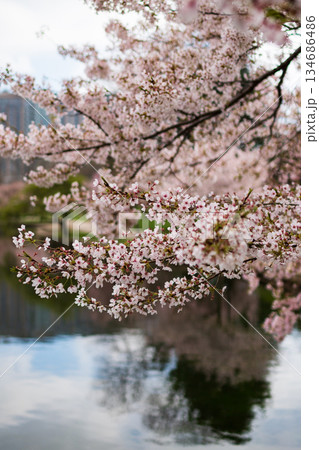 Close-up of Cherry Blossoms Close-up of Cherry Blossoms 134686486
