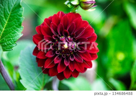 Dark Red Dinnerplate Dahlia Flower on Green Background 134686488