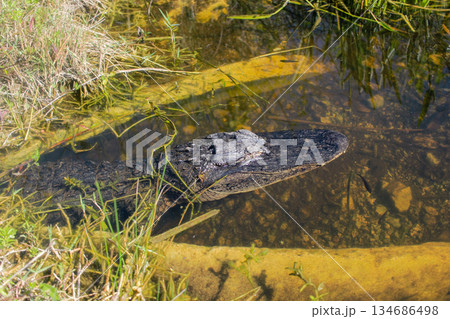 American Alligator Head Submerged 134686498