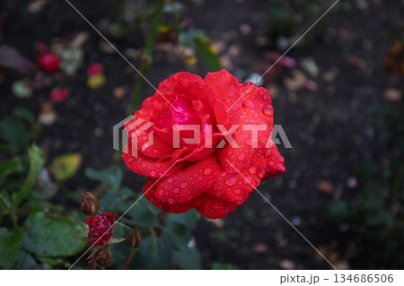 Deep Red Rose Covered in Rain Drops Deep Red Rose Covered in Rain Drops 134686506