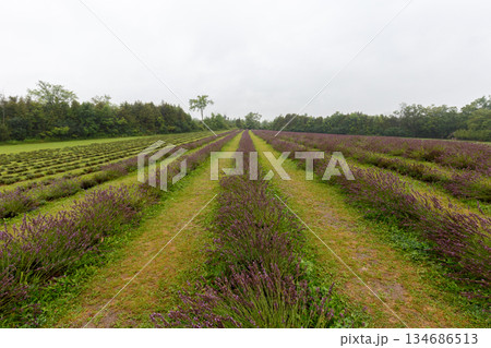 Wide View of Lavender Crop Rows on Farm Field Wide View of Lavender Crop Rows on Farm Field 134686513