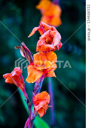 Vibrant Orange and Pink Canna Lily Flower Stalk 134686552