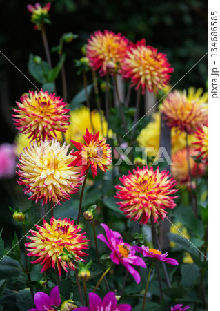 Cluster of Bi-color Red and Yellow Cactus Dahlia Flowers 134686585