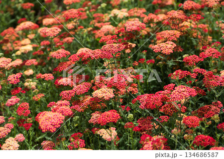 Dense Field of Red and Pink Yarrow Wildflowers Dense Field of Red and Pink Yarrow Wildflowers 134686587