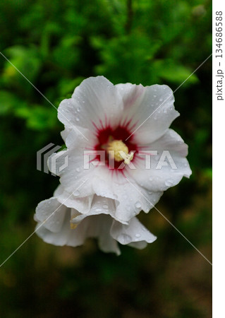 White Rose of Sharon Hibiscus Flower with Raindrops White Rose of Sharon Hibiscus Flower with Raindrops 134686588