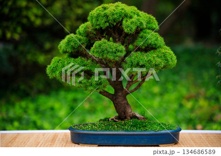 Classic Japanese Bonsai Tree in Blue Ceramic Pot 134686589