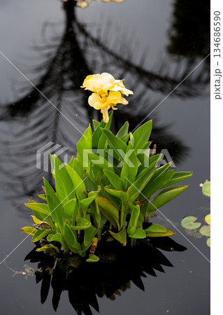 Yellow Aquatic Flower with Palm Frond Reflection on Dark Water 134686590