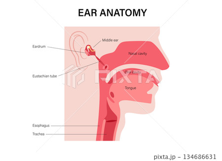 Eustachian tube poster Eustachian tube poster 134686631