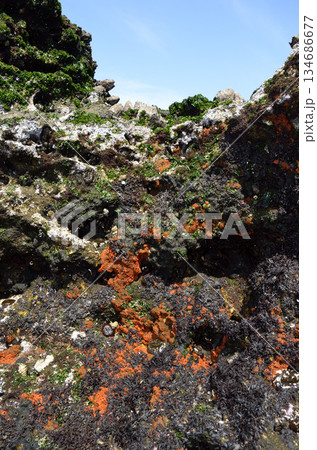 潮間帯の生物群集　カイメン　イソギンチャク　アオサ　ワイド 134686677