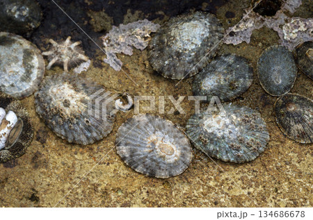 カサガイ　ヨメガガサガイ 134686678