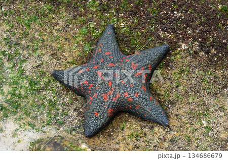 ヒトデ　イトマキヒトデ　海辺の生物 134686679