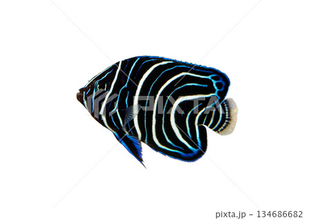 サザナミヤッコの幼魚 白バック サザナミヤッコの幼魚 白バック 134686682