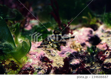 カゴカキダイの幼魚　磯の魚 134686687