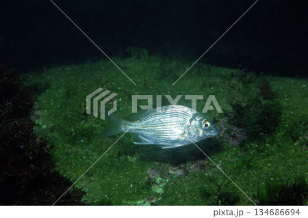 クロダイ　幼魚　水中写真 134686694