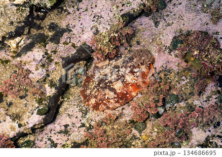 クモガタウミウシ　海辺の生物　潮溜まり 134686695